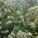 Viburnum utile fleur